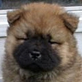 Soft Paws's avatar