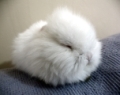 {screen_name}'s avatar